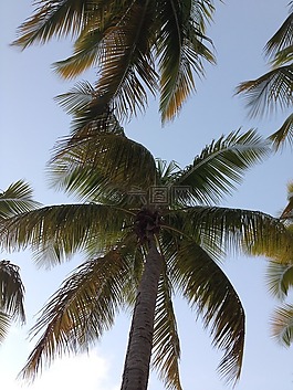棕櫚樹,自然,棕櫚