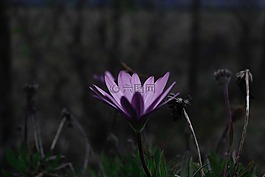 紫色,花,盛开
