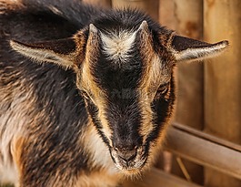 山羊,羔羊,嬰兒