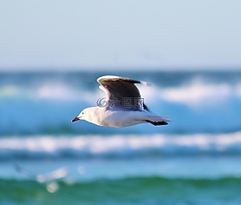 海鷗,飛行,海灘