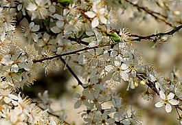 花叢,春天,白色的花