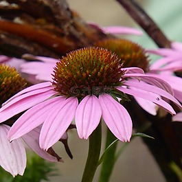太陽帽子,松果菊,開花