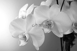 蘭花,鮮花,自然