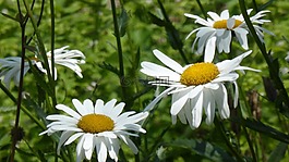 雛菊,白,鮮花