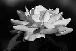 自然,植物區(qū)系,花