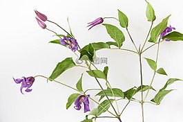花,紫,性質(zhì)