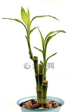 竹,室內(nèi)植物,盆花