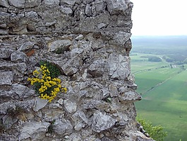 斯洛伐克,plavecký 城堡,墙