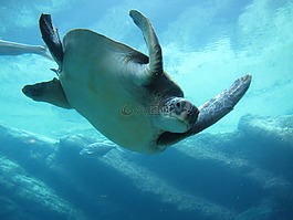 海,水族館,水