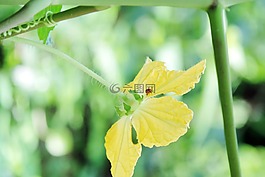 春,植物,開(kāi)花