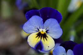 潘茜,花,開花