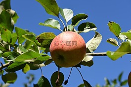 蘋果,藍(lán)色,天空