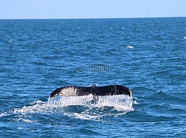 鯨魚,mar,動物
