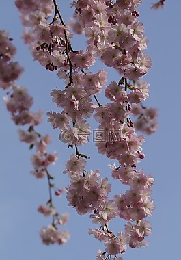 櫻花,開花,春天