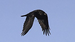 烏鴉,鳥,飛行