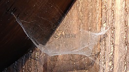 蜘蛛網(wǎng),網(wǎng)絡(luò),蜘蛛