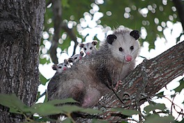 possum,负鼠,动物