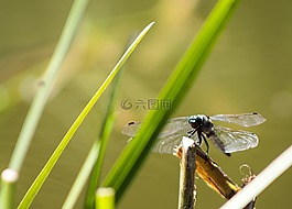 蜻蜓,心情,壁紙