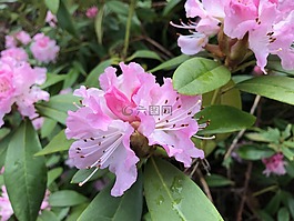 杜鵑花,鮮花,美麗