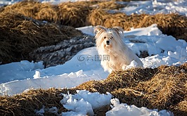 狗,小狗,動物