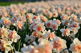 風(fēng)信子,紅色,宏