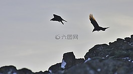 乌鸦,两,黑