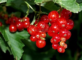 葡萄干,紅色,水果