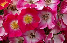 鮮花,粉紅色,性質(zhì)