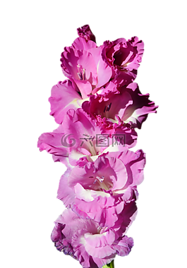 唐菖蒲,gladidus,蝴蝶温室