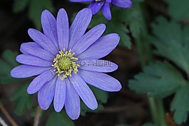 花,紫,藍