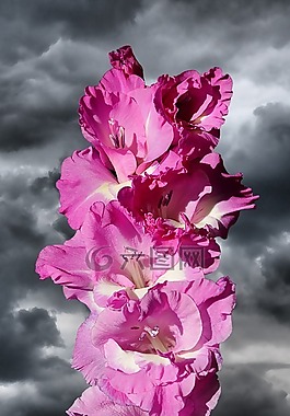 唐菖蒲,gladidus,蝴蝶温室