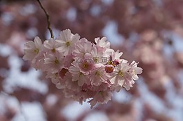櫻花,開花,春天
