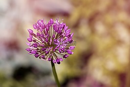 球韭菜,觀賞蔥,廠