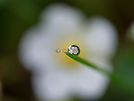 花,模糊,水