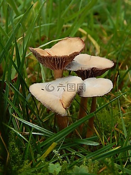蘑菇,秋季,绿色的草地上