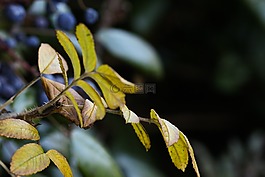 秋,增長(zhǎng),植物