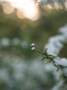 花,盛開,花瓣