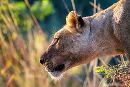 獅子,女性,捕食者