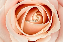 玫瑰,花卉,宏