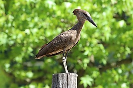鳥,動物園,尖嘴