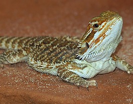 胡子的龍,爬行動(dòng)物,pogona vitticeps