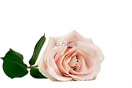 玫瑰,花卉,宏