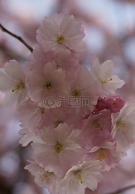 櫻花,開花,春天