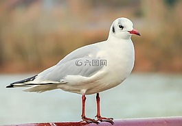 鳥,鷗,河