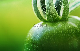 綠色番茄,番茄,綠色