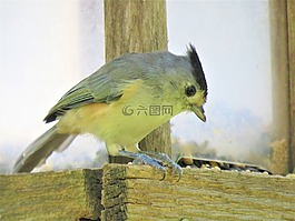 鳥(niǎo),關(guān)閉了,野生動(dòng)物