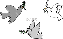 鴿子,鳥(niǎo),動(dòng)物