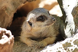 貓鼬,動物園,野生