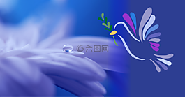 鴿子,鳥(niǎo),動(dòng)物