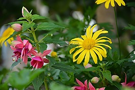 花固體,顏色,花束
